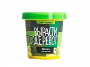 Набор ВЫРАСТИ ДЕРЕВО! Сосна гималайская