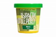 Набор ВЫРАСТИ ДЕРЕВО! Мята дикая